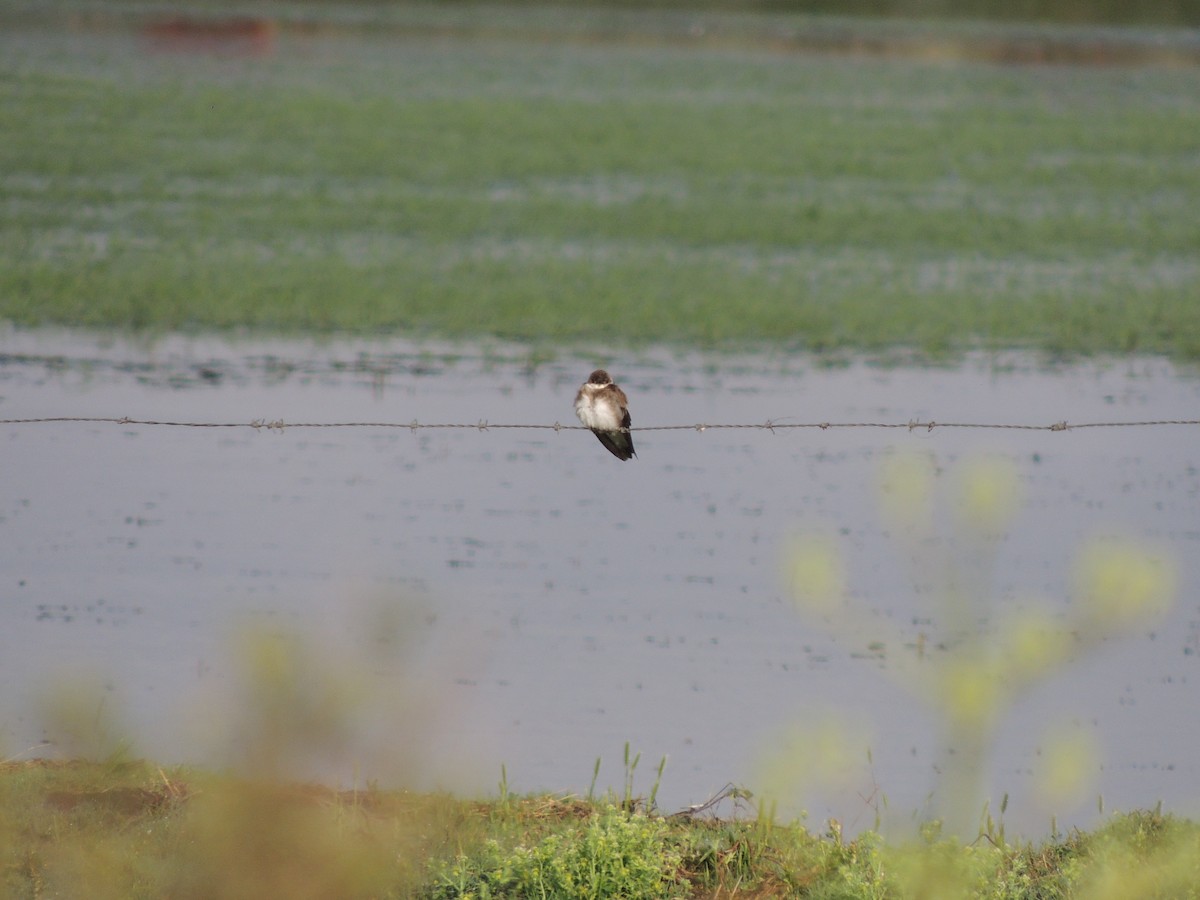Brown-chested Martin - ML625508643