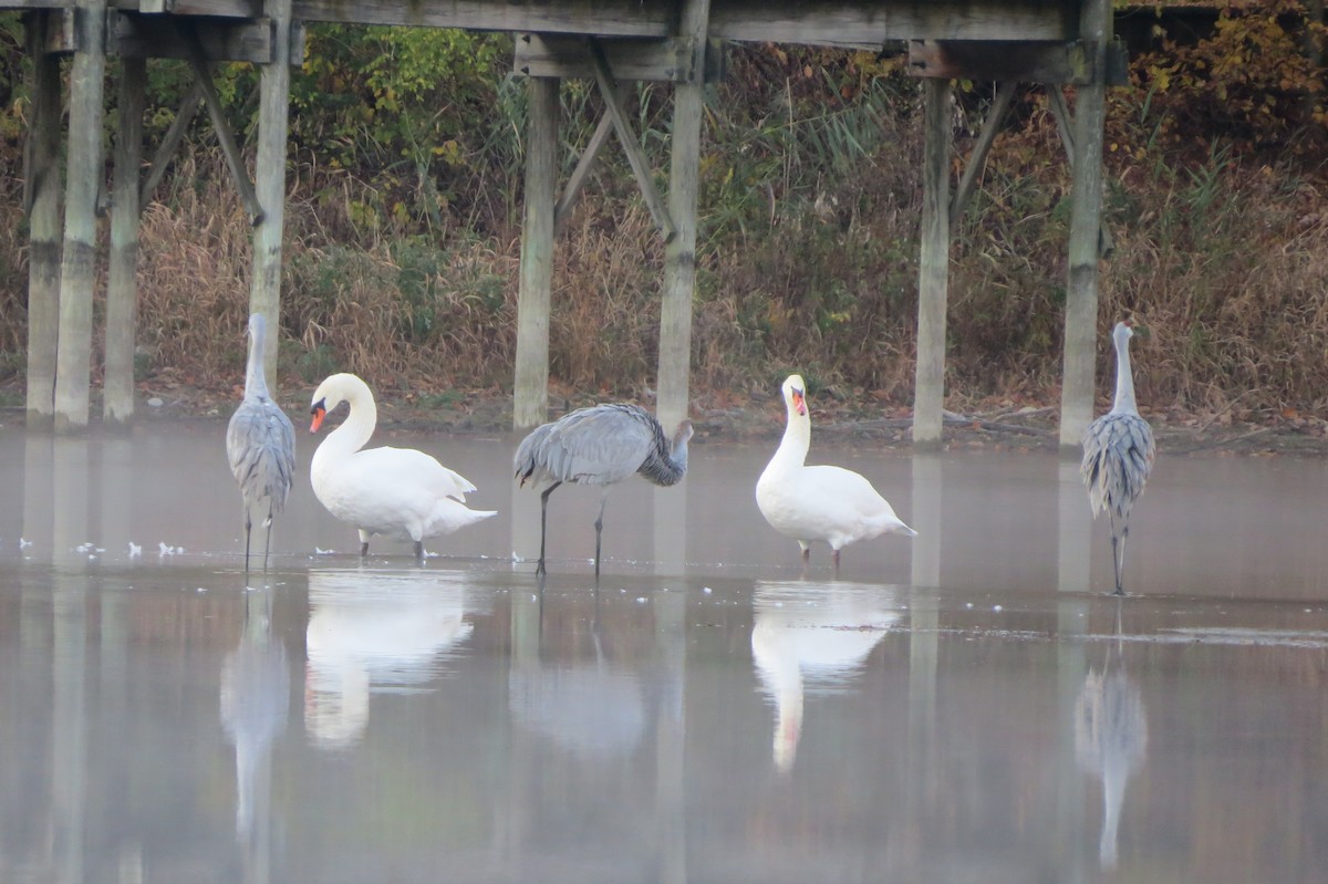 Sandhill Crane - ML625508675