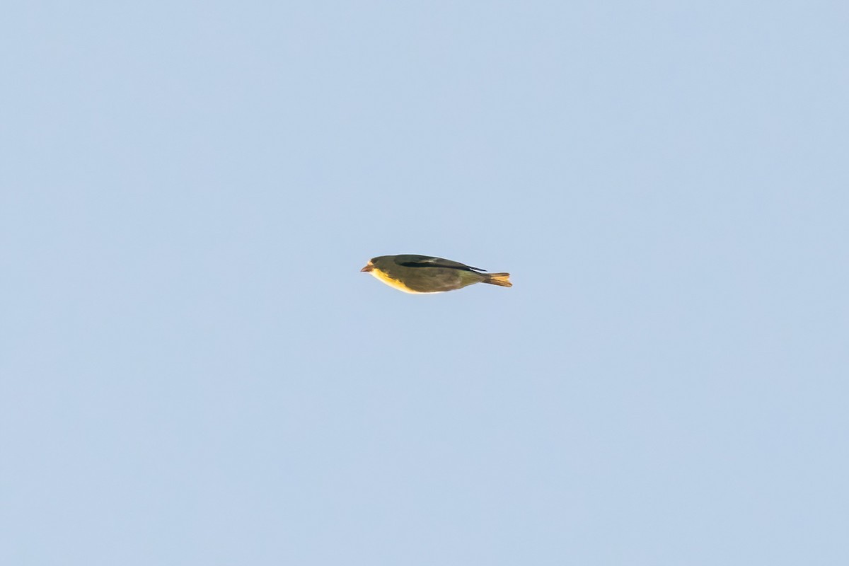 Lesser Goldfinch - ML625508713