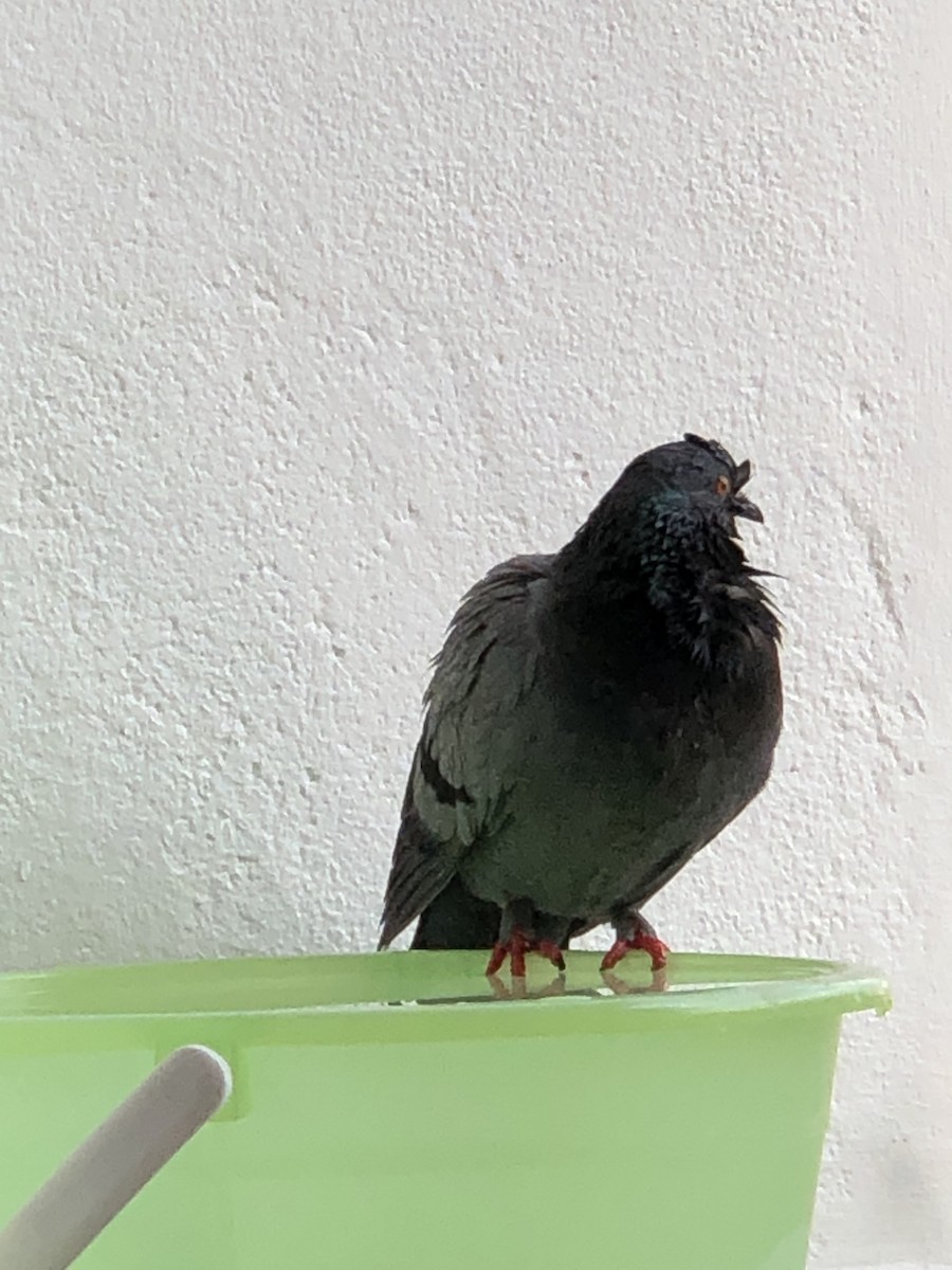 Rock Pigeon (Feral Pigeon) - Jamyang Dolma Sim