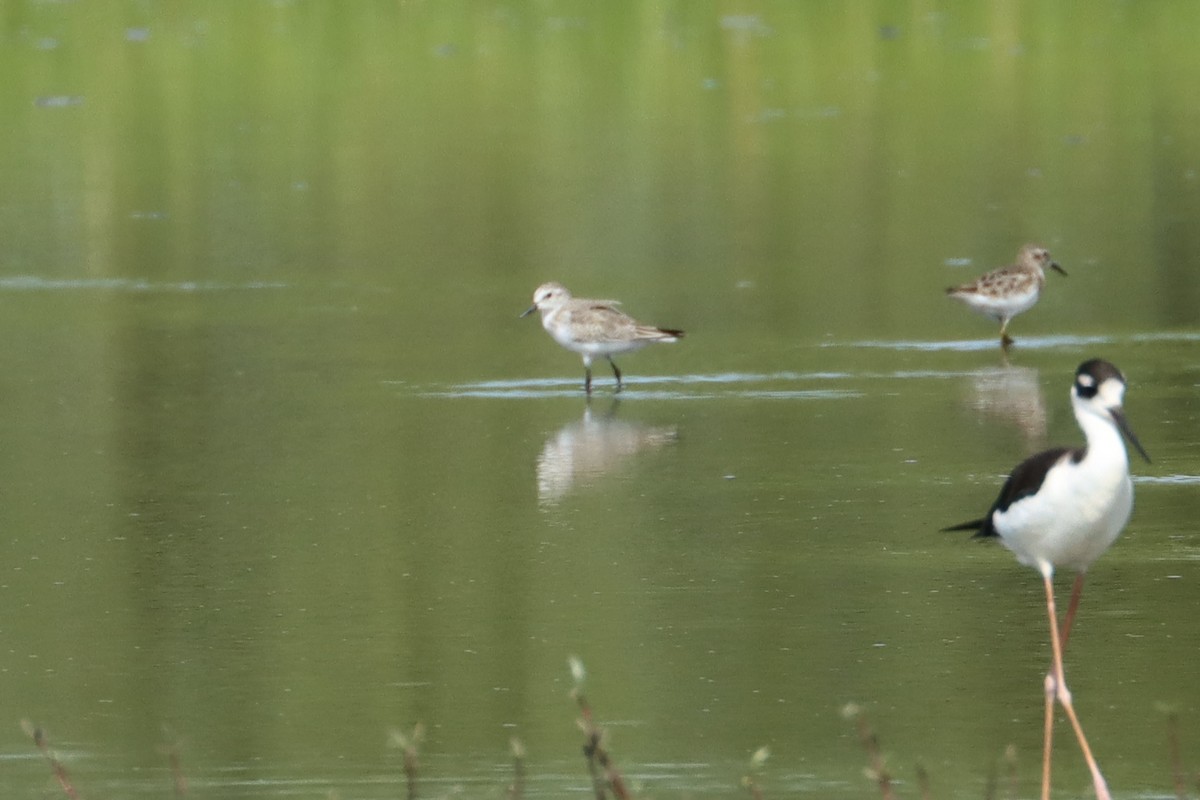 sandsnipe - ML625508749