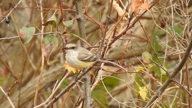 Vermilion Flycatcher - ML625508799