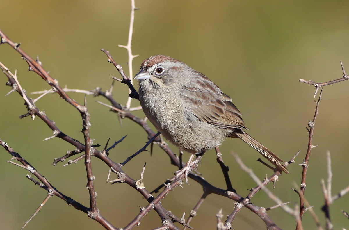 Rufous-crowned Sparrow - Tonie Hansen