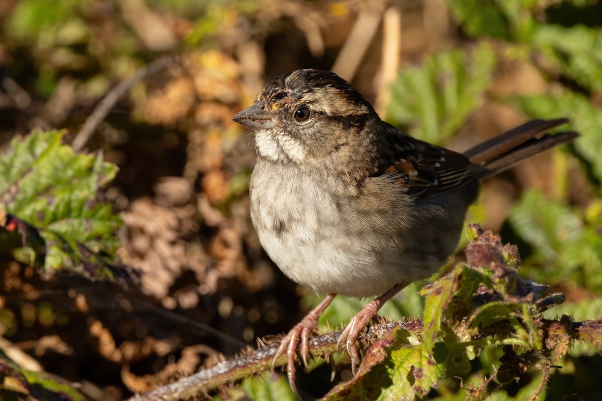 White-throated Sparrow - ML625509068