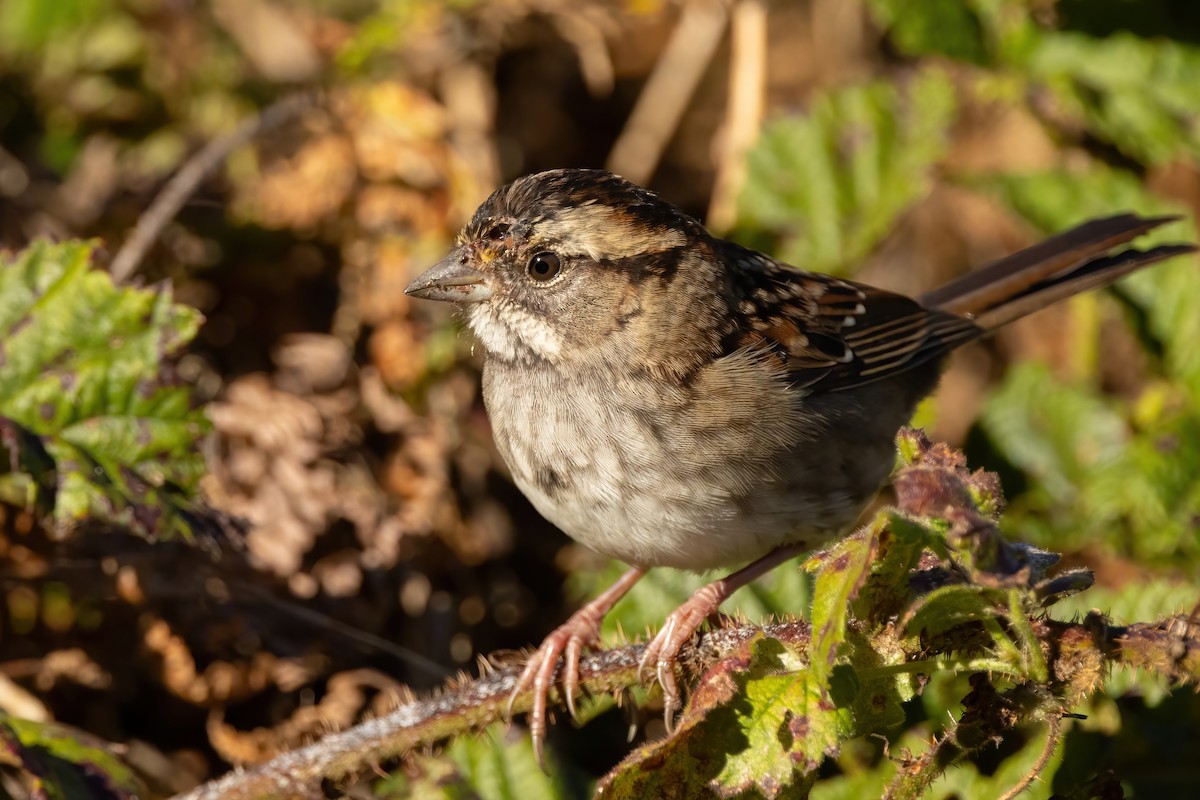 White-throated Sparrow - ML625509070