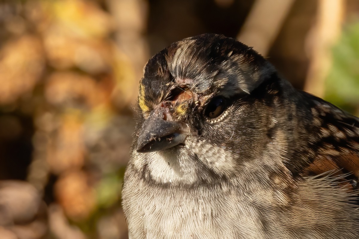 White-throated Sparrow - ML625509072