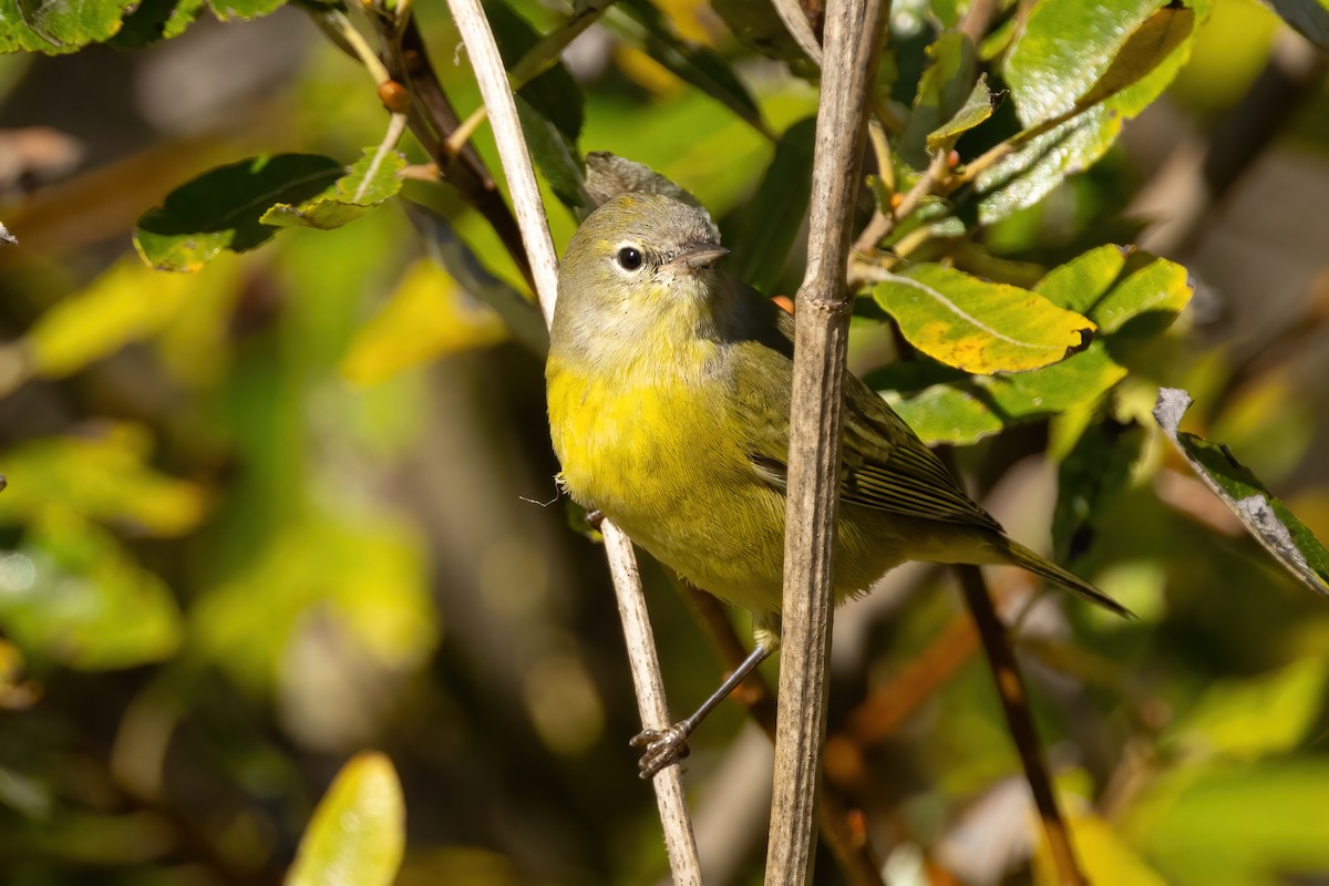 Orange-crowned Warbler (Gray-headed) - Sean Williams