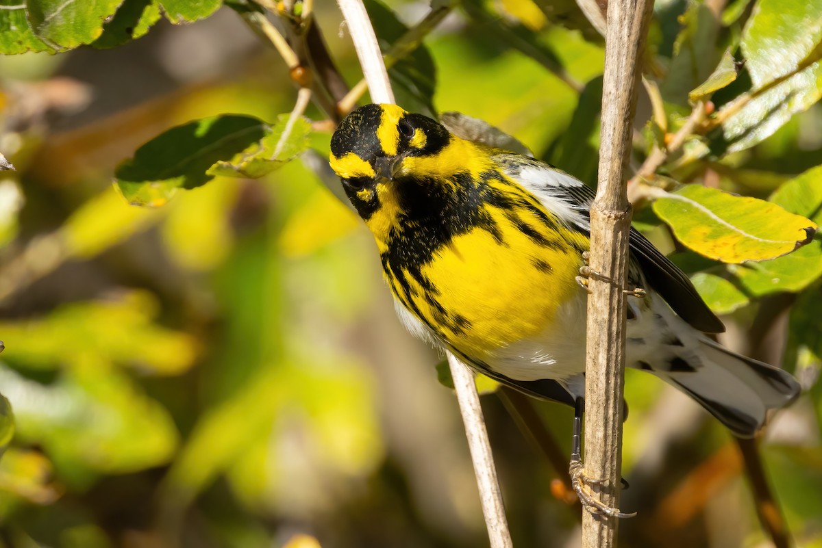 Townsend's Warbler - ML625509157