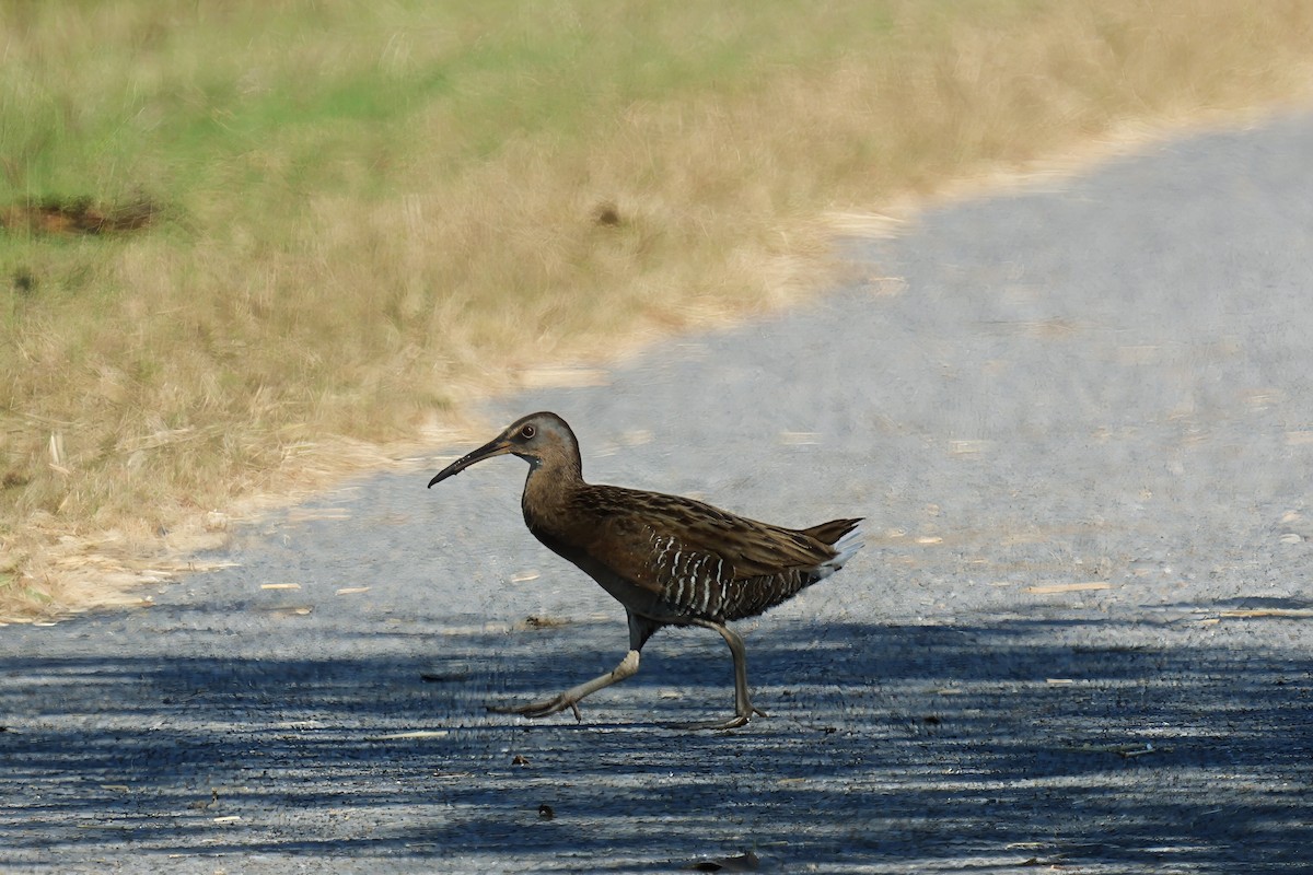 Clapper Rail - ML625509177