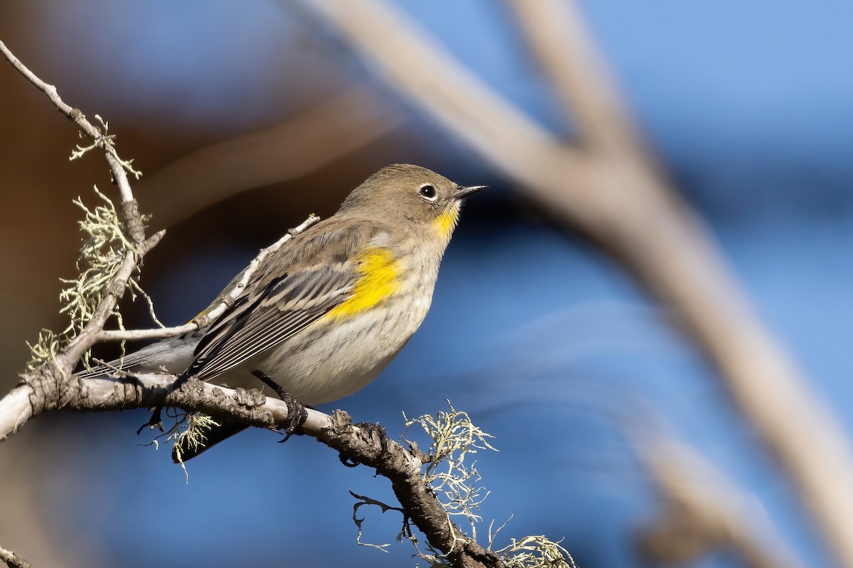 Yellow-rumped Warbler (Audubon's) - ML625509195