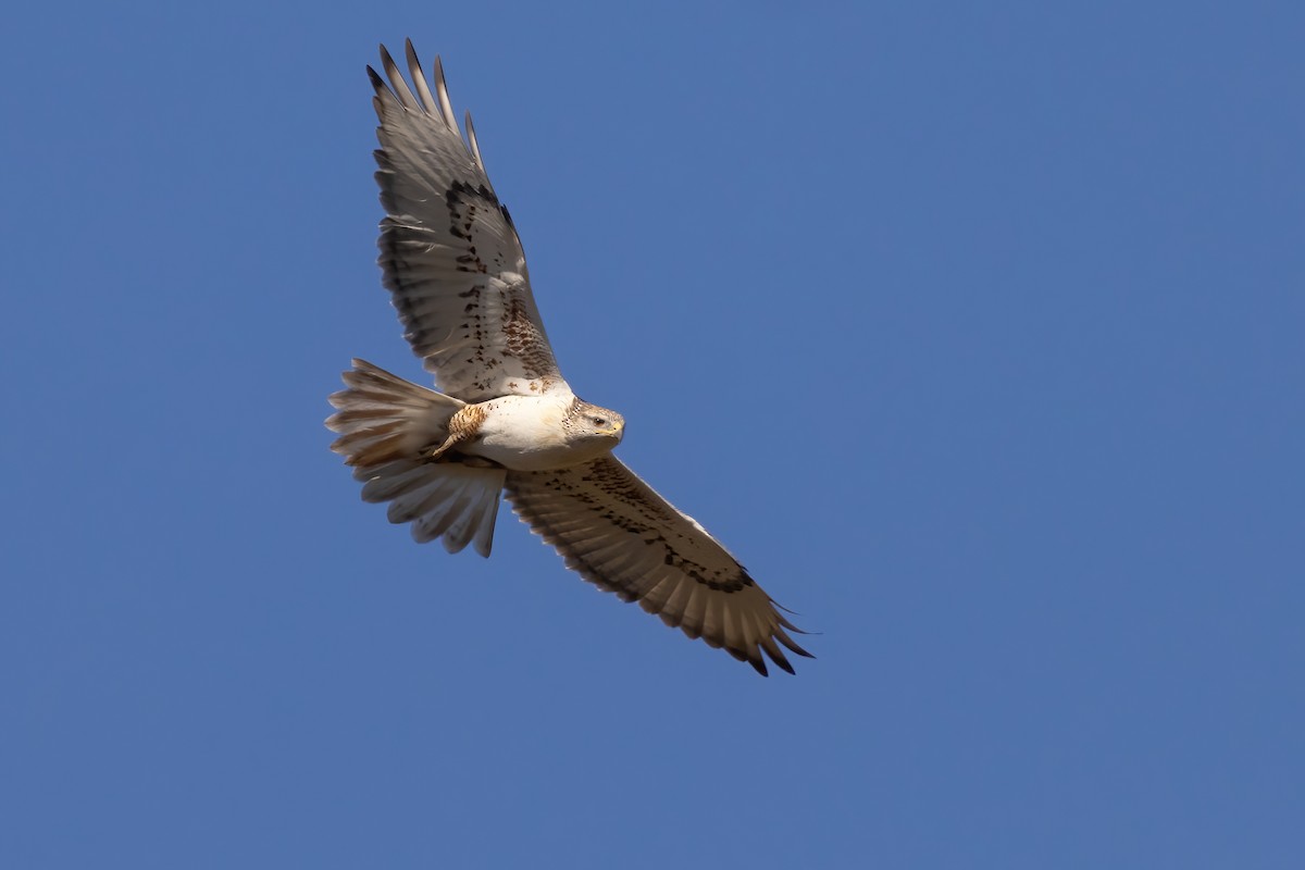 Ferruginous Hawk - ML625509210