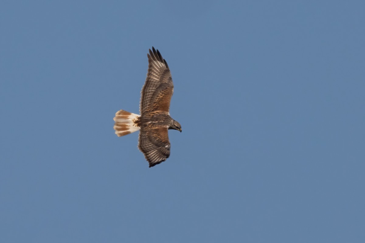 Ferruginous Hawk - ML625509215