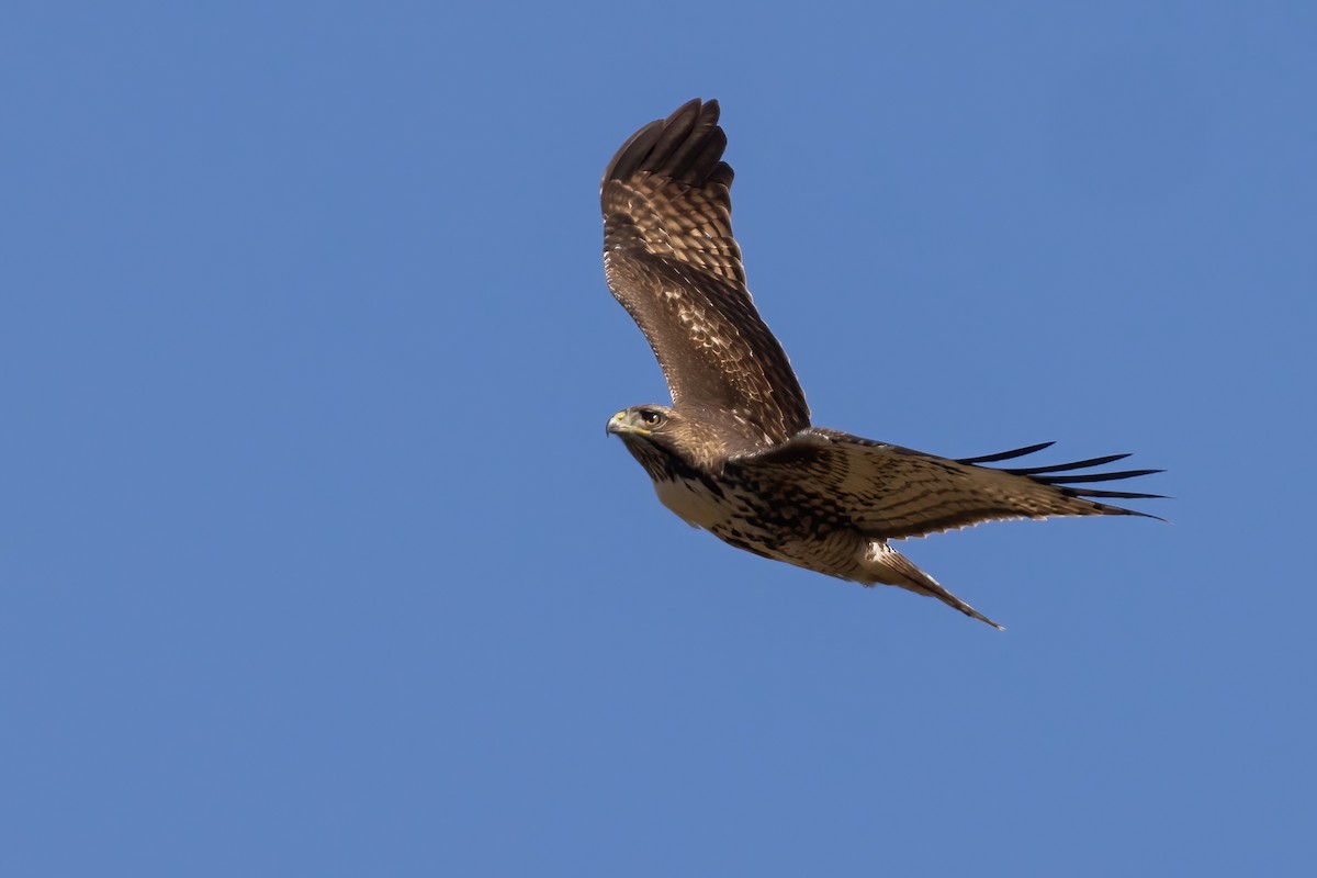 Red-tailed Hawk (calurus/alascensis) - ML625509227