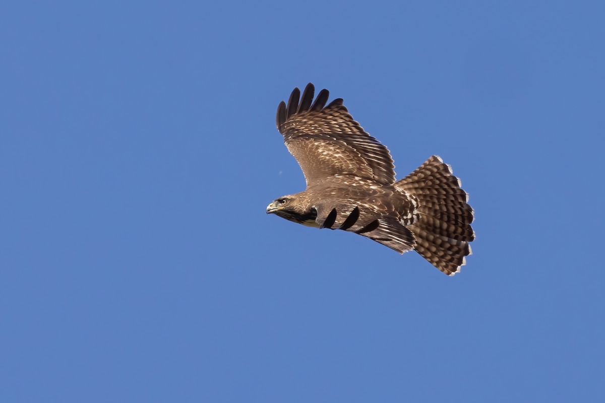 Red-tailed Hawk (calurus/alascensis) - ML625509228