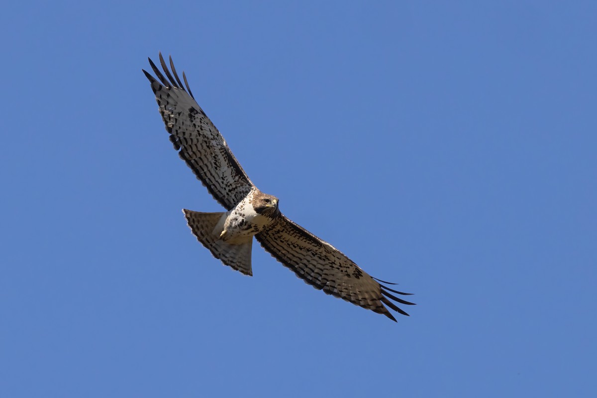 Red-tailed Hawk (calurus/alascensis) - ML625509229