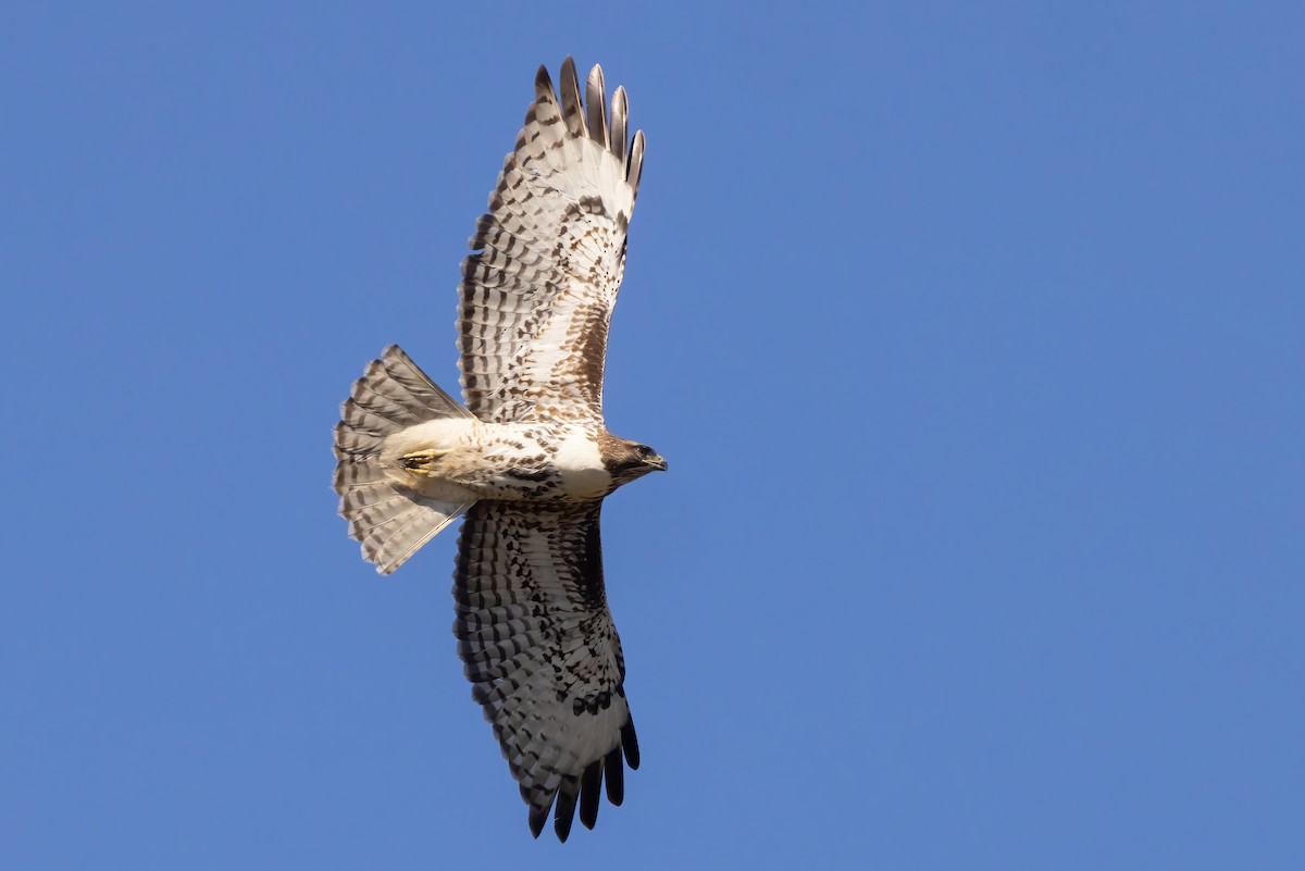 Red-tailed Hawk (calurus/alascensis) - Sean Williams