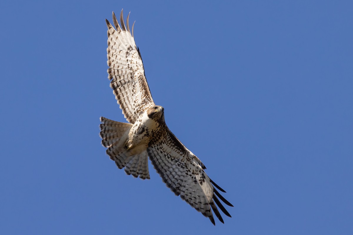 Red-tailed Hawk (calurus/alascensis) - ML625509231