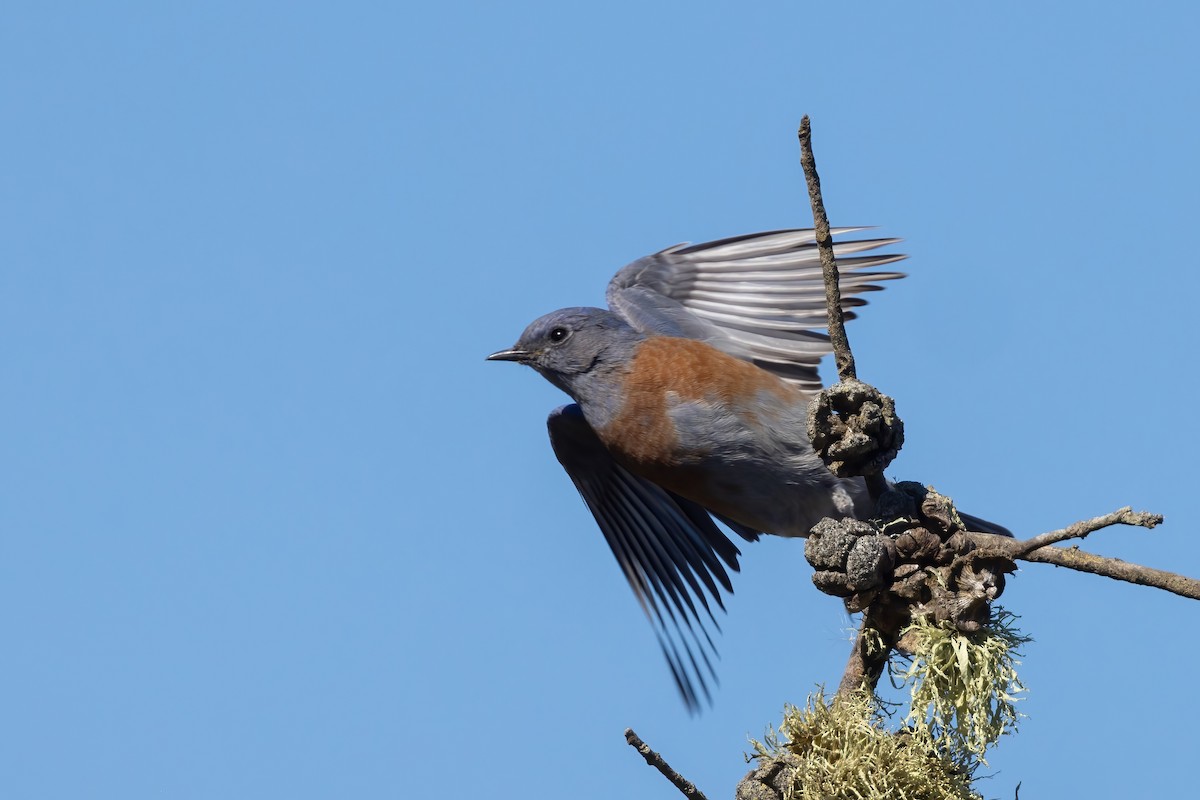 Western Bluebird - ML625509237