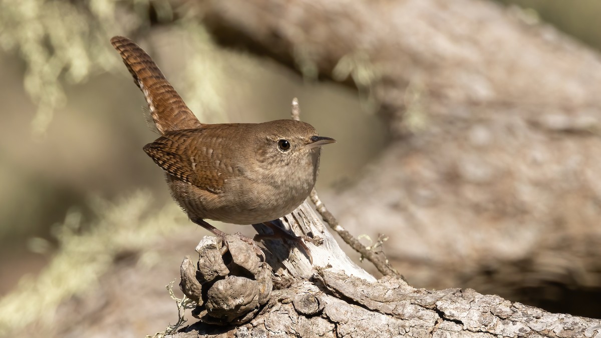 Northern House Wren - ML625509309