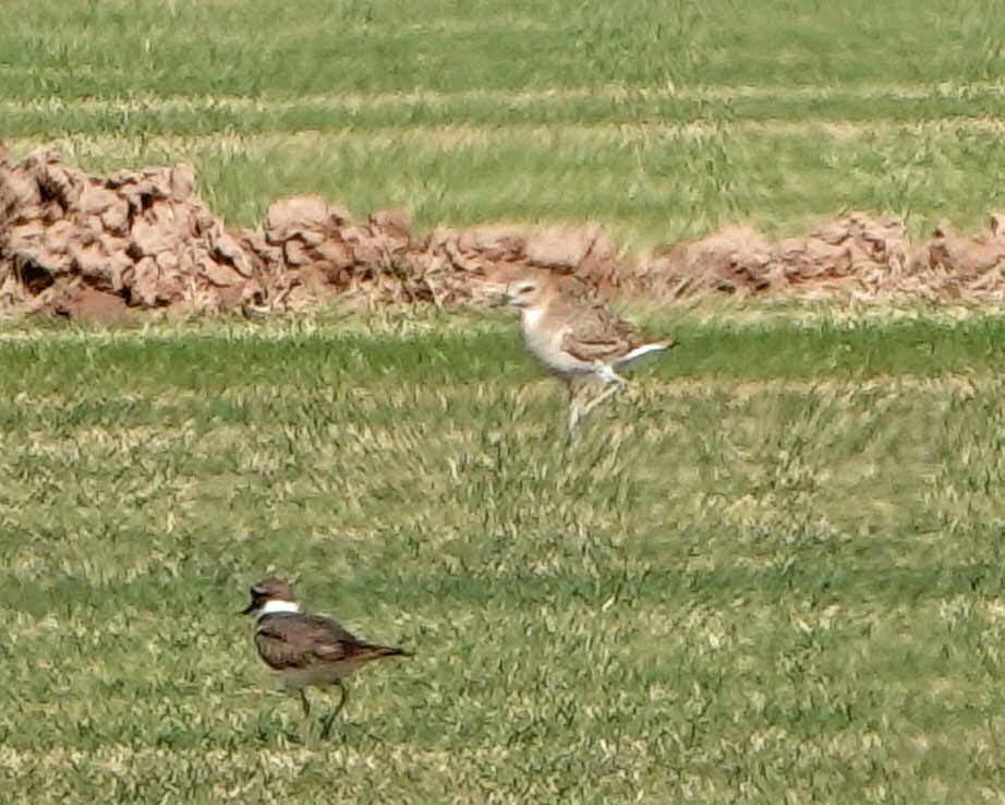 Mountain Plover - Cathy Beck