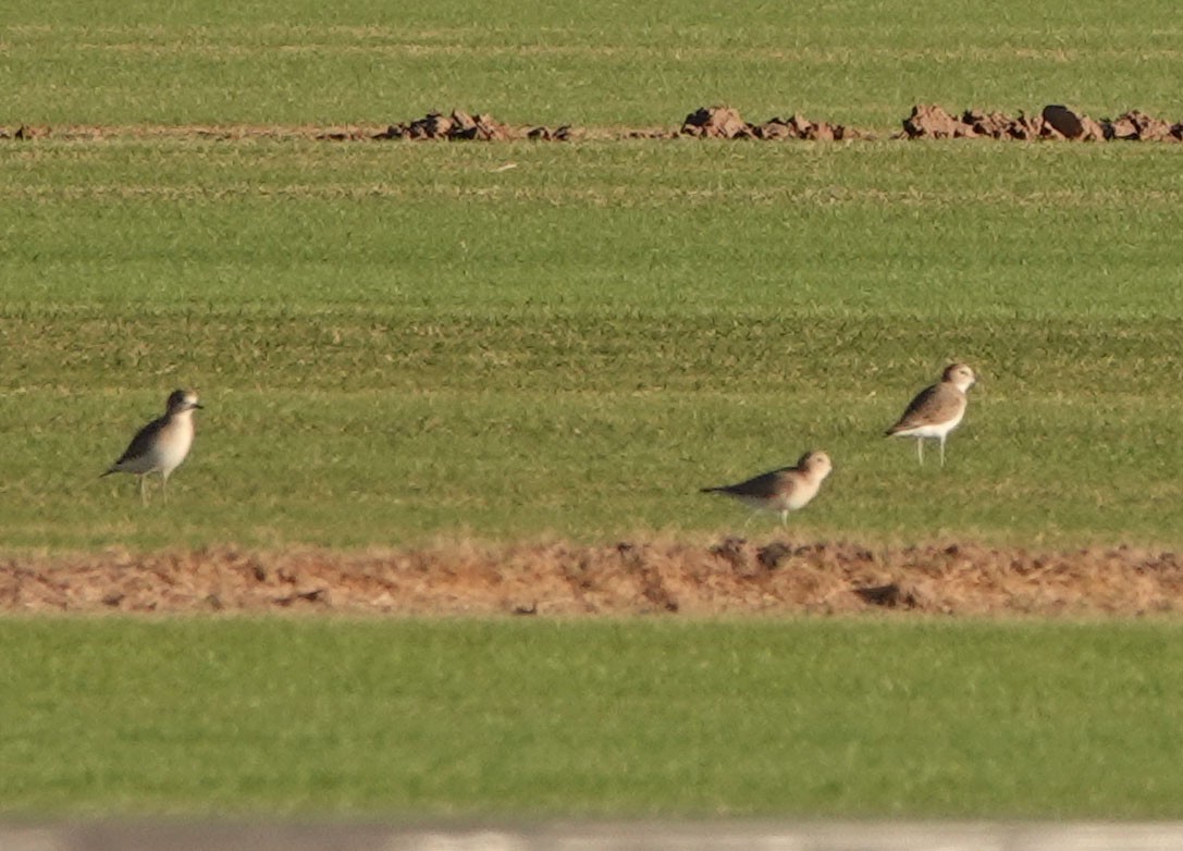 Mountain Plover - ML625509346