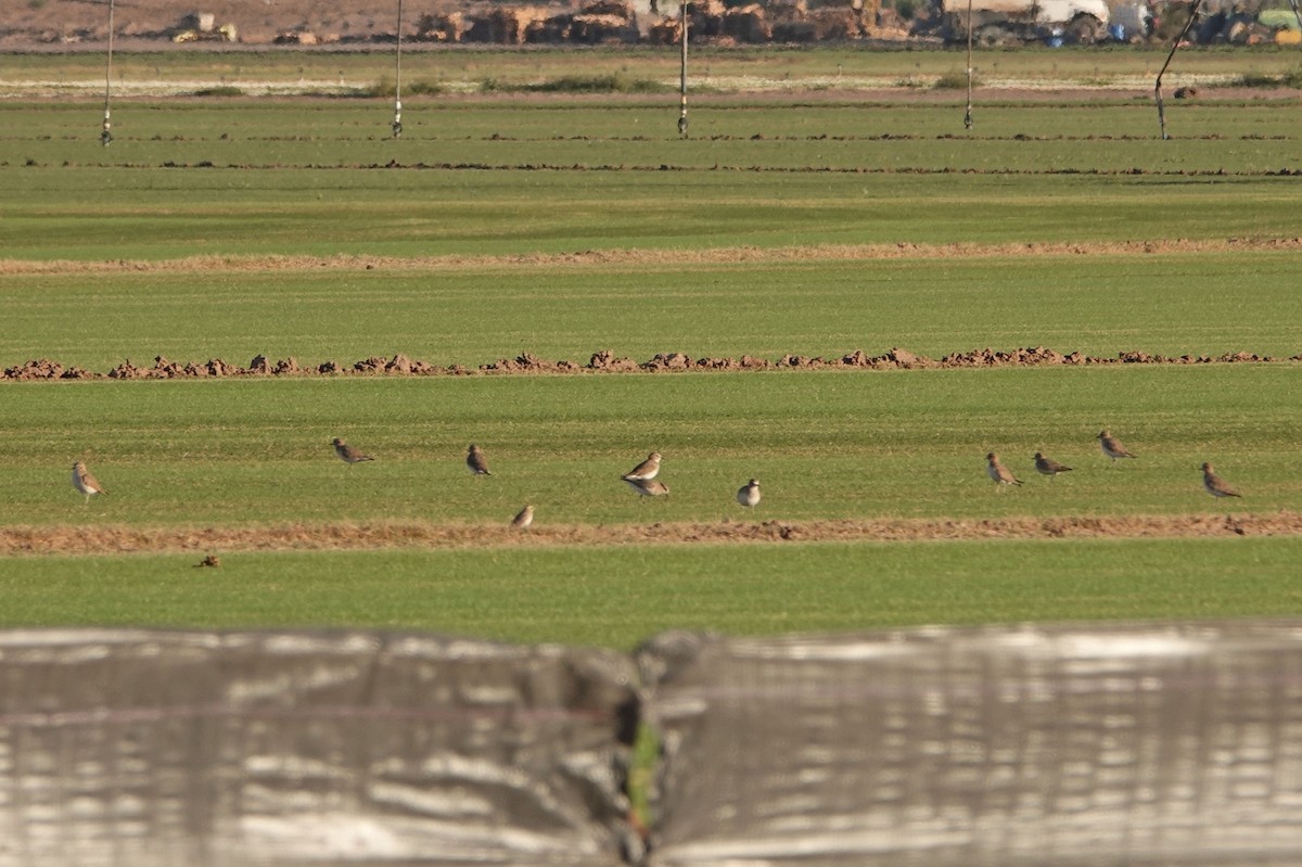 Mountain Plover - ML625509369