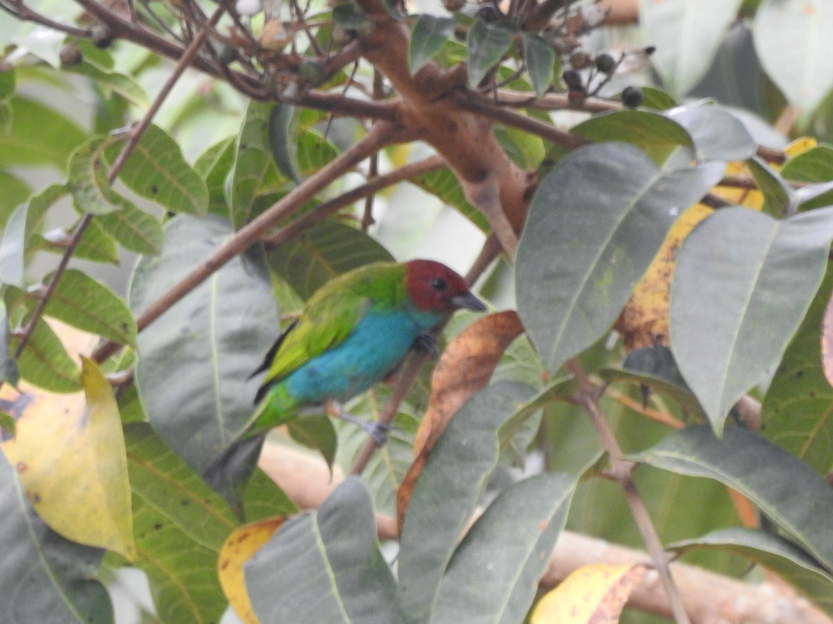 Bay-headed Tanager - ML625509432