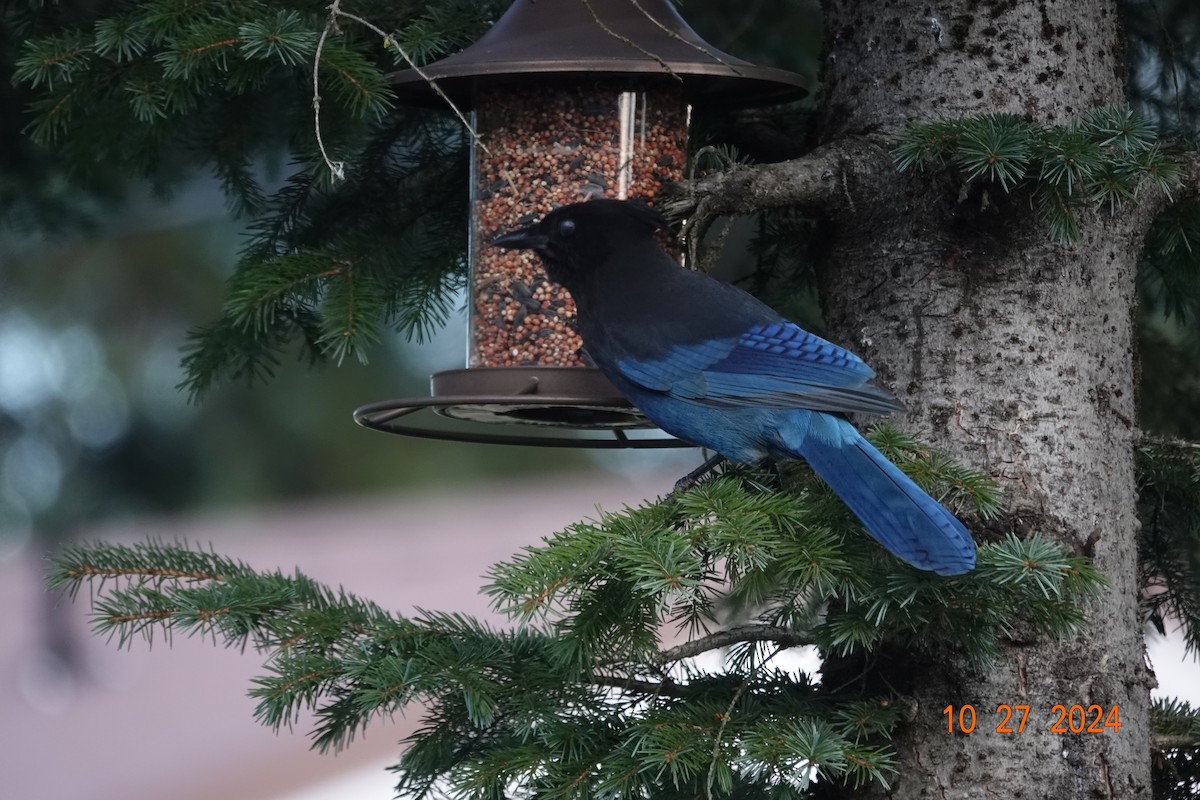 Steller's Jay - ML625509570