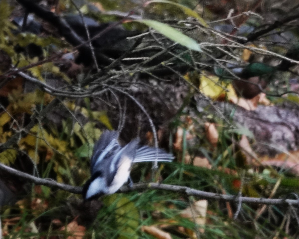 Black-capped Chickadee - ML625509597