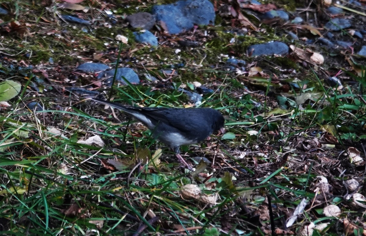 Dark-eyed Junco - ML625509659