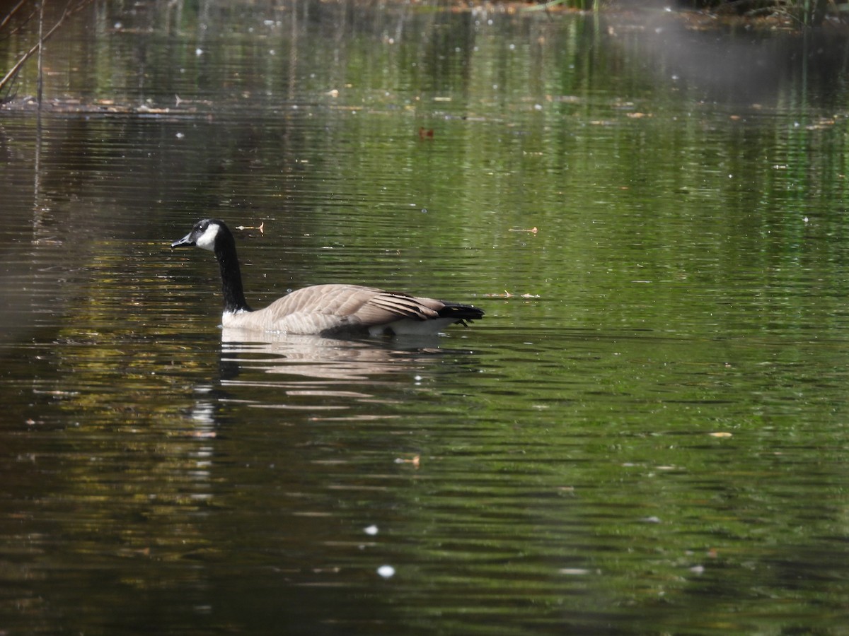 Canada Goose - J Baker