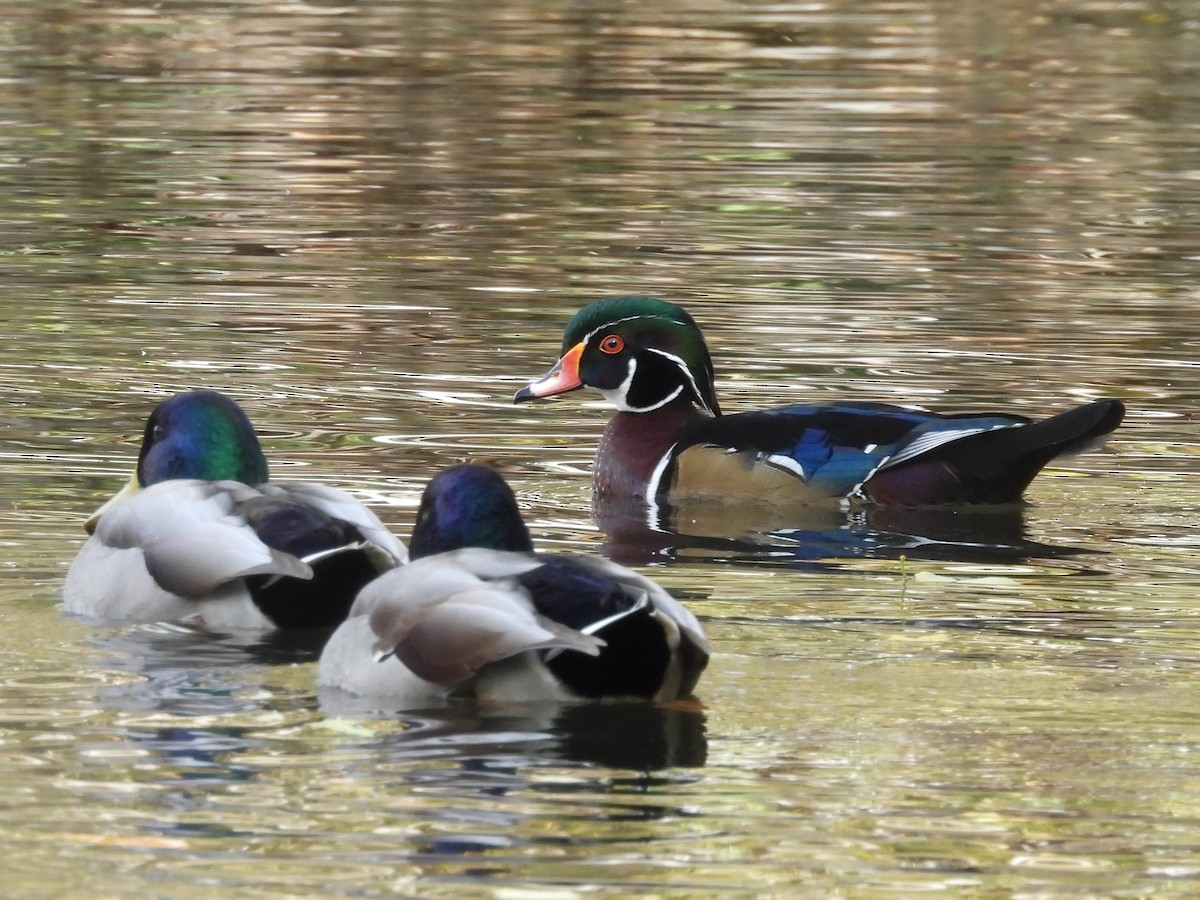 Wood Duck - J Baker