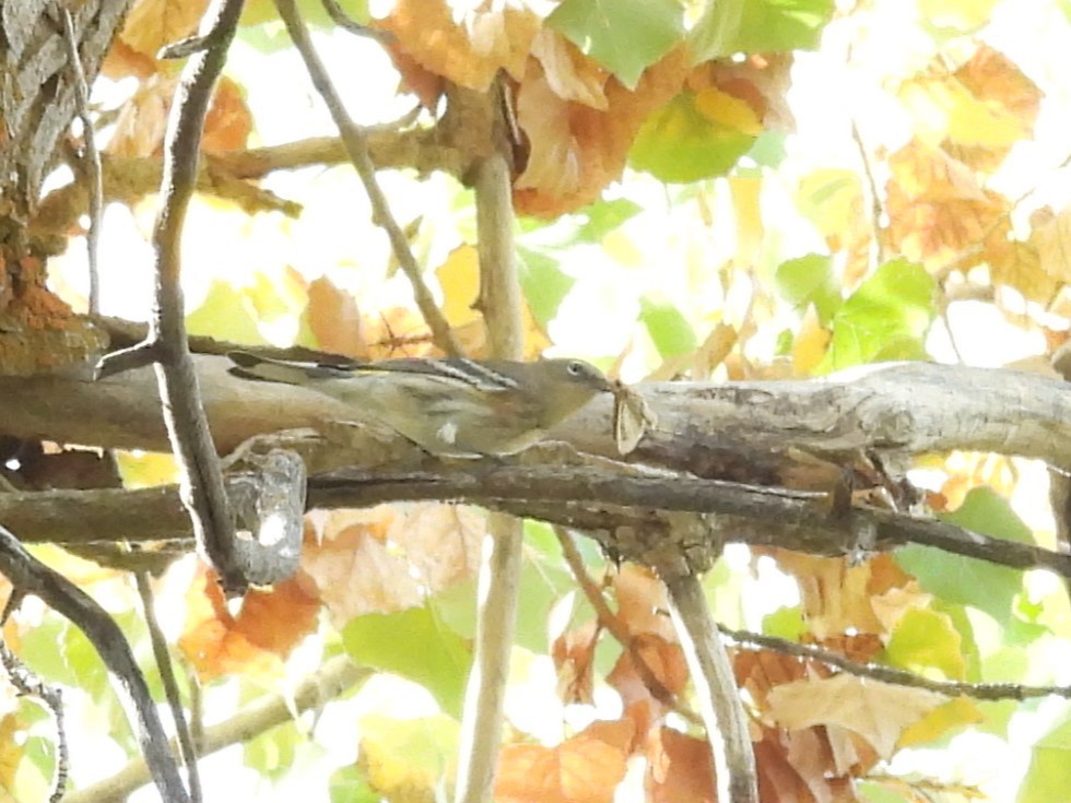 Yellow-rumped Warbler - J Baker