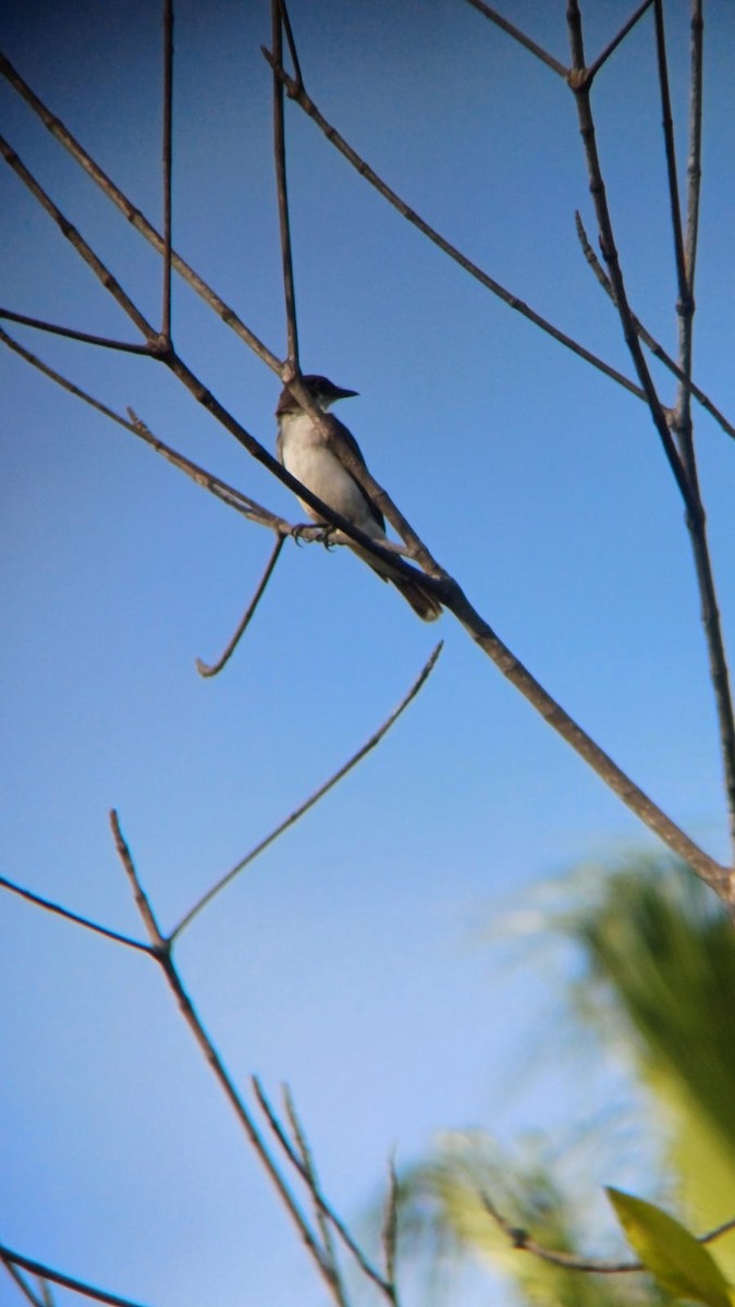 Eastern Kingbird - ML625509775