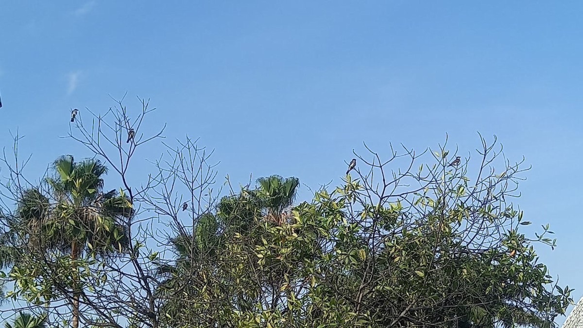 Eastern Kingbird - ML625509776