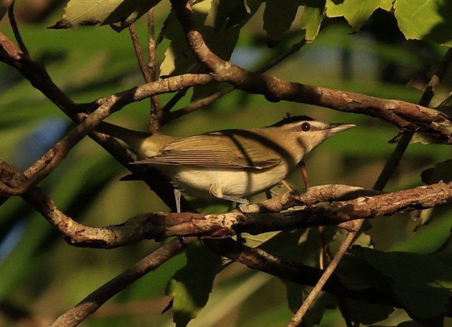 Red-eyed Vireo - ML625509801