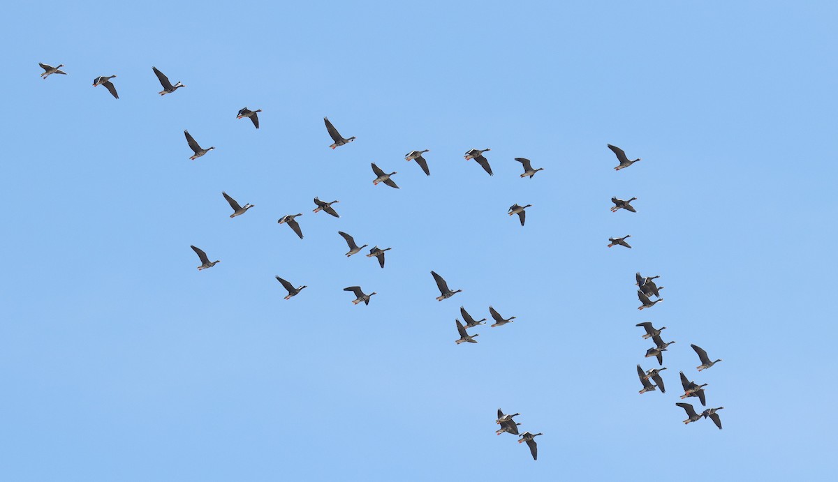 Greater White-fronted Goose - ML625509829