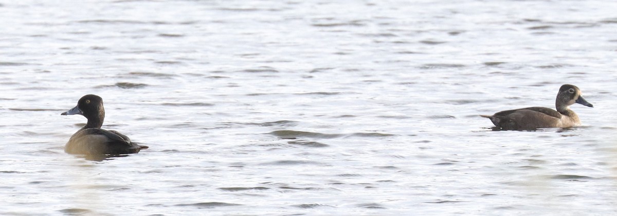 Ring-necked Duck - ML625509842