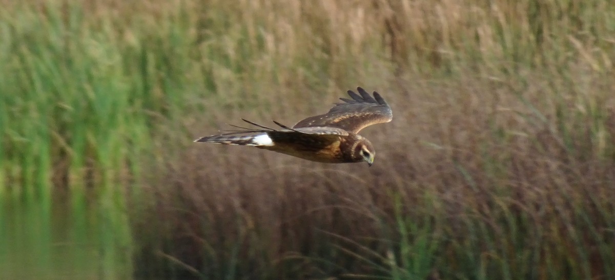 Northern Harrier - Caryn Fehr