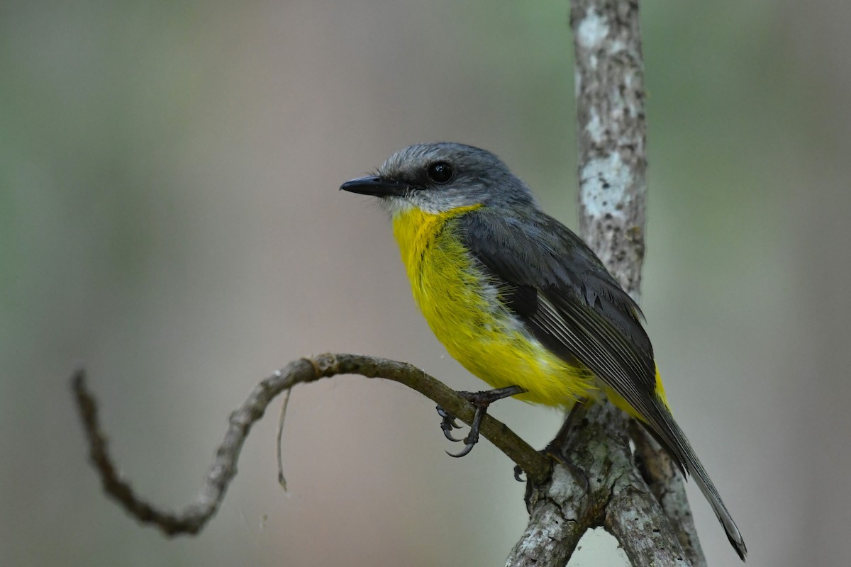 Eastern Yellow Robin - ML625509878