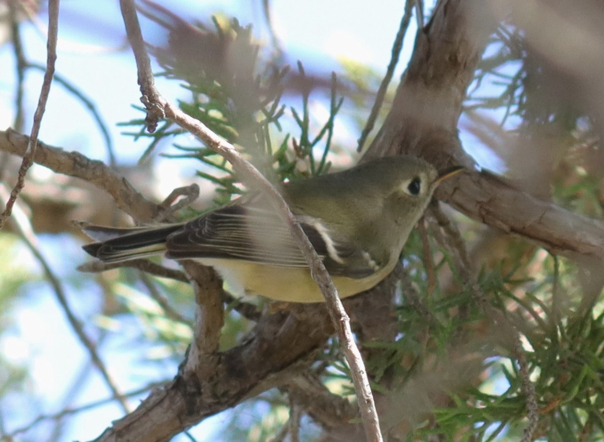 Ruby-crowned Kinglet - ML625509879