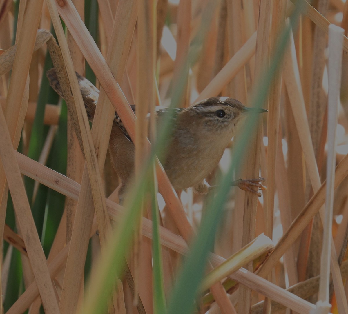 Marsh Wren - ML625509890