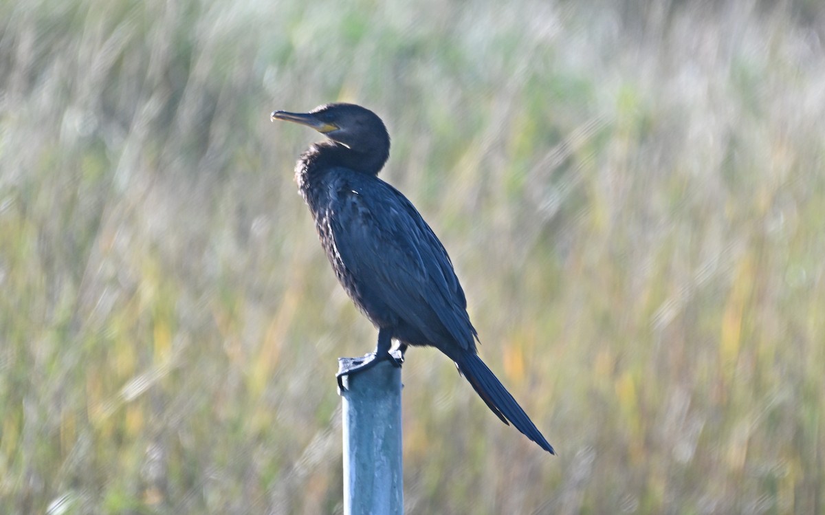 Neotropic Cormorant - ML625509966