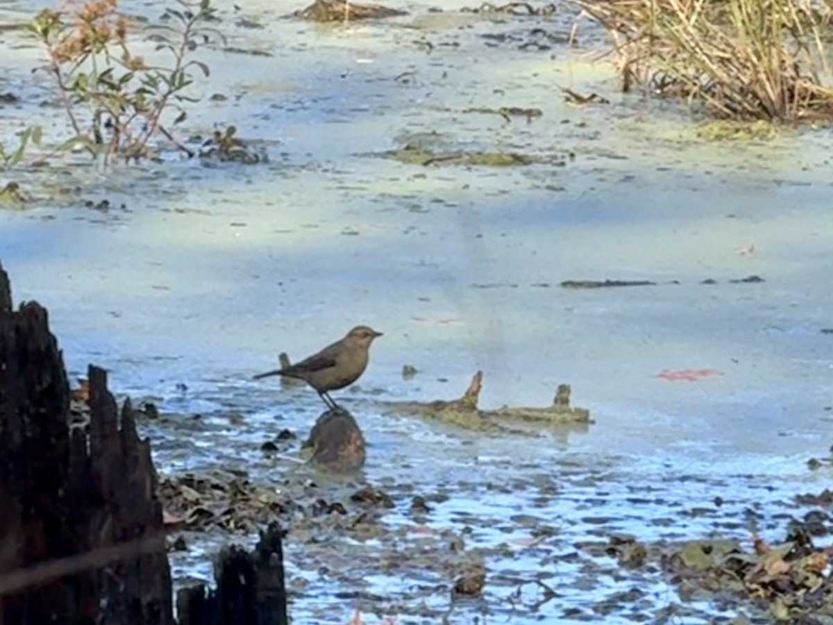 Rusty Blackbird - ML625509991