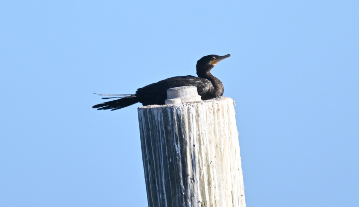 Neotropic Cormorant - ML625510090