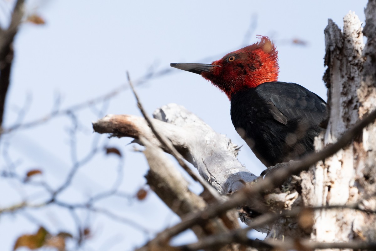Magellanic Woodpecker - ML625510126