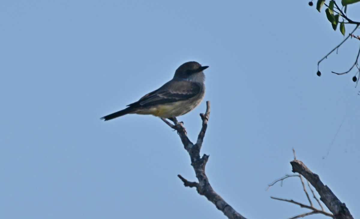 Vermilion Flycatcher - ML625510193