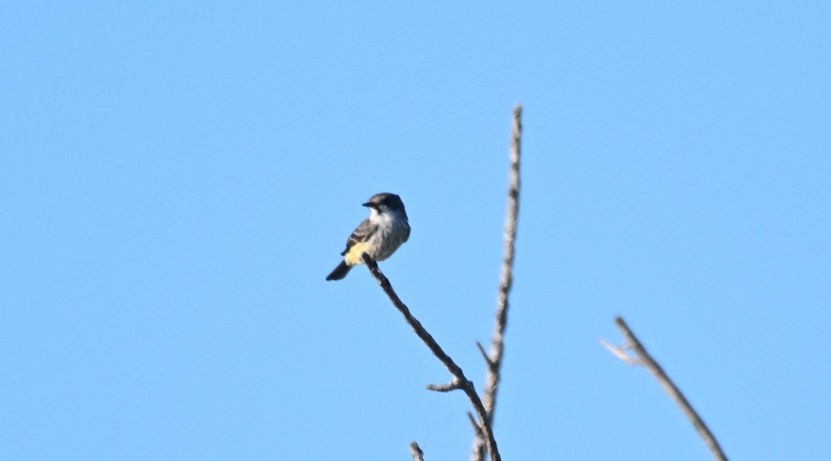 Vermilion Flycatcher - ML625510194