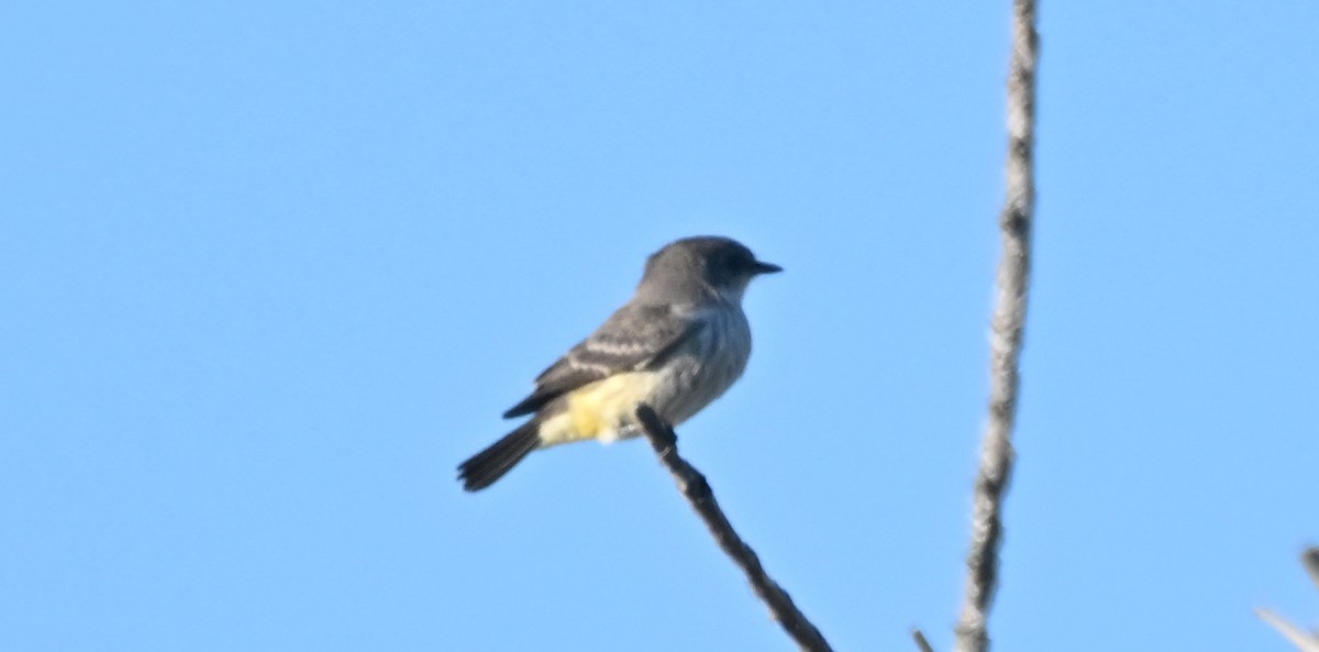 Vermilion Flycatcher - ML625510195