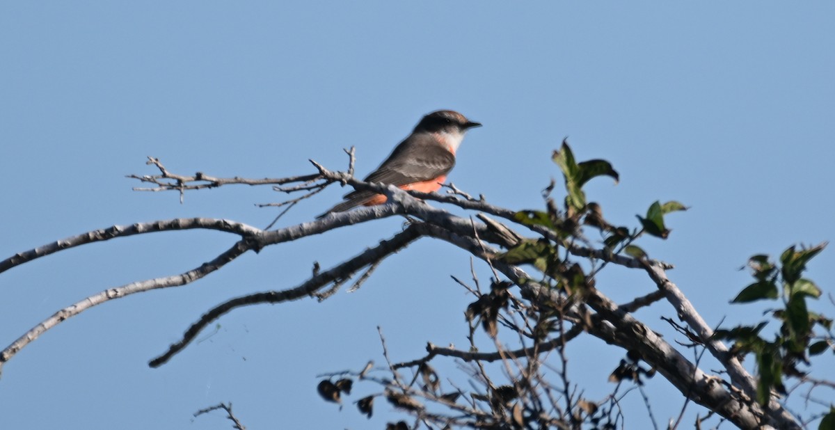 Vermilion Flycatcher - ML625510196